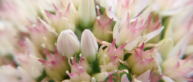 仙剑花移植之谜：嫩否在其他地方绽放？