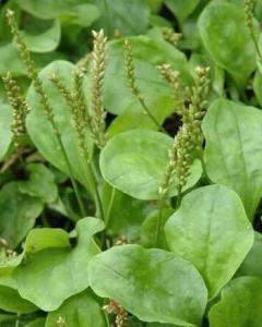 巨菌草：亩产量高