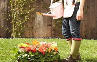 误区二：浇水过多