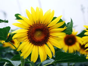 葵花在不同文化中的意义