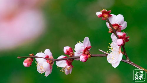 揭秘梅花盛放之谜：何时绽放，哪些因素决定花开？