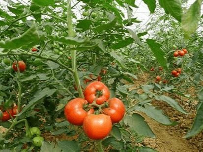 高毒农药，水果种植禁用