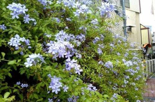 夏日里哪些花草最能代表繁花似锦的景象呢