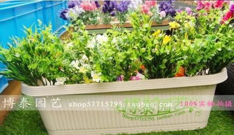 长方花盆种花，选对品种是关键