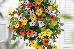 夏日里的白色花海