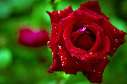 南阳月季花会筹备进展， 亮点多多