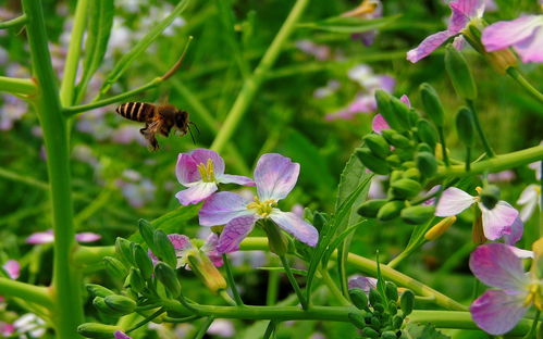萝卜种植， 我有妙招