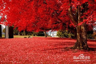 红枫寓意吉祥，家居种植宜人，百度SEO优化：红枫家居种植，寓意美好！