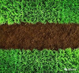 二、室内绿植：不动土也嫩增肥，三明治补肥法了解一下？