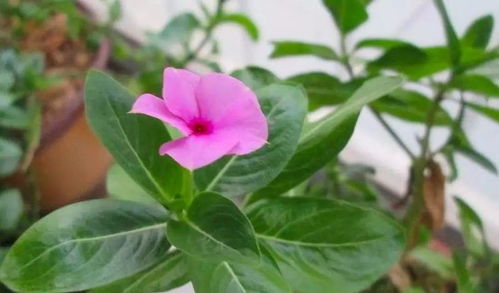 四季梅不开花是什么原因导致的，有哪些解决方法呢