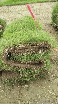 草籽的广泛应用