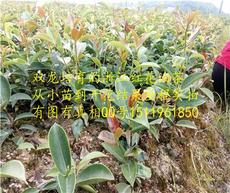 野生茶油价格一览：广宁红花油茶茶油，品质之选！