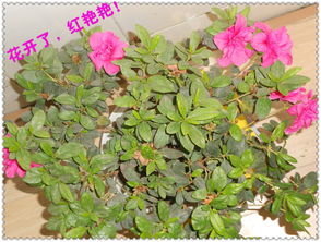 北方夏天如何科学养殖杜鹃花，才能确保其茁壮成长