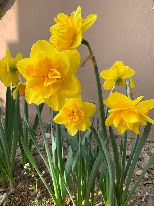 洋水仙是球根花卉， 球根种土里埋土深度5-8厘米，出芽后再浇水，冬季多晒太阳，防止叶子长太高，日夜温差在8-12度左右开花Zui顺利，也可用矮壮素、花多多2号辅助开花。