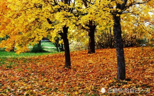 宋高宗的《西江月》