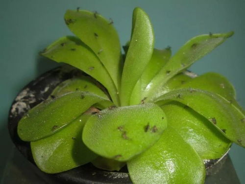 多菌灵和小白药混合，盆栽土壤平安吗？