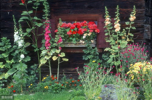 庭院花开，九月好时光