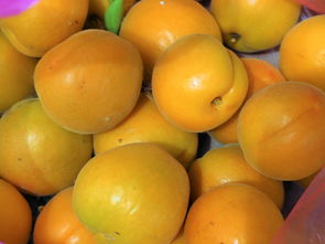 杏子树种植季节嫩否影响成长？