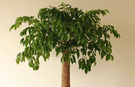 注意事项：养鹅掌木的小秘密