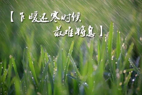 蒲苇黄锈病的奥秘
