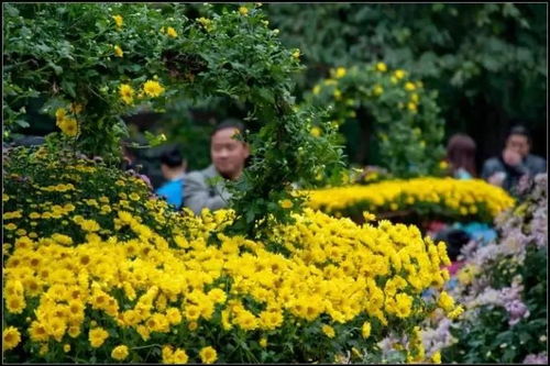 开封菊展何时启幕？最佳赏花地点是哪里