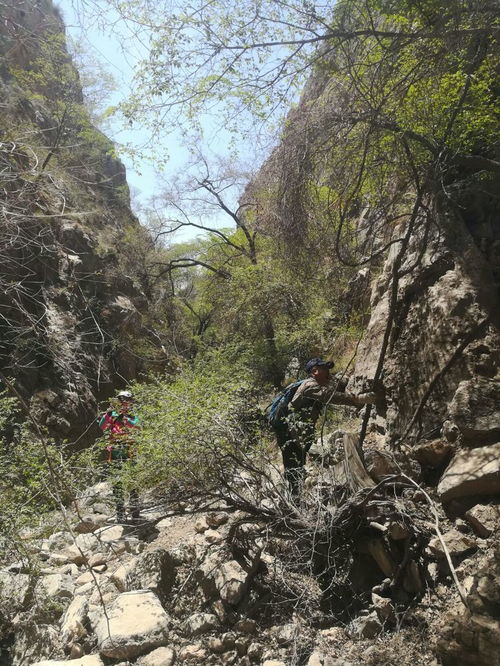 首乌藤喜阴湿，寻山林、沟壑