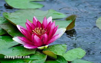 第二步：破壳与催芽