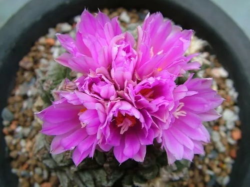 “奇花培育新突破，神秘花种诞生记