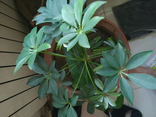 菊花可以剪枝吗？新手也能学会的剪枝技巧