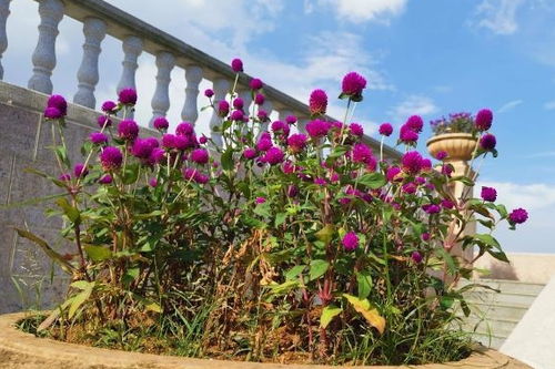 干旱地带的耐旱草种