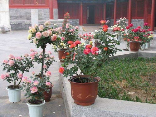 月季不开花，原因竟然这么多？