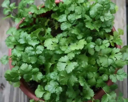 香菜：改良后的