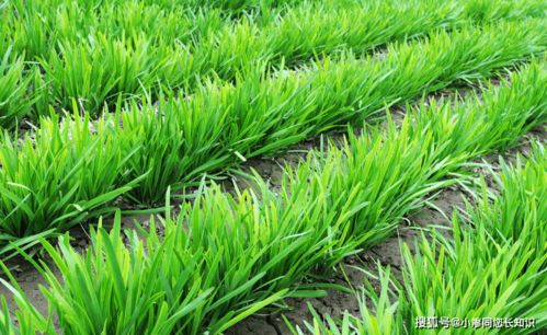 花满素不是农药， 是植物生长调节剂