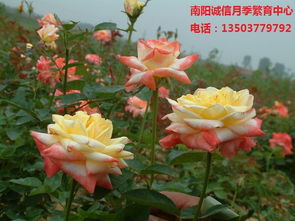 南阳月季发展模式