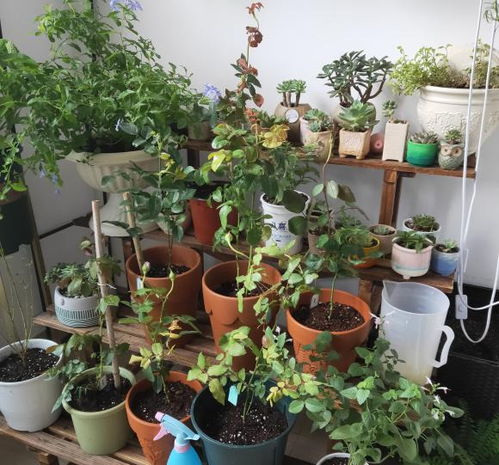 月季花养护， 注意事项