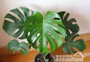 龟背竹锈斑病用什么高效药物进行治疗