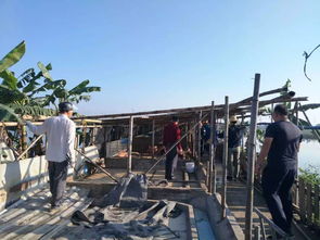 滘镇水乡环境整治，清拆违建猪棚