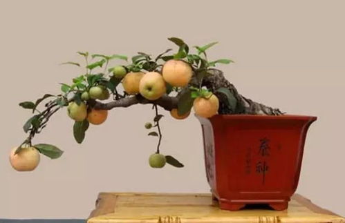 盆栽水果嫁接，为何能提升果实品质
