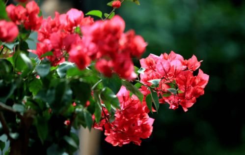 种植三角梅的技巧