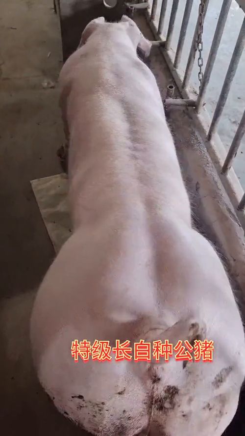 长白母猪和大白母猪哪个品种更优秀，纯种大白母猪的价格是多少？