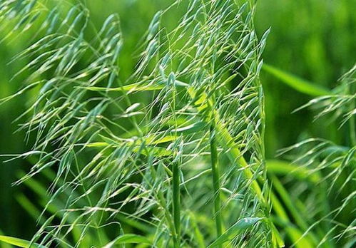 不同除草剂， 不同效果：冬甘蓝的烦恼