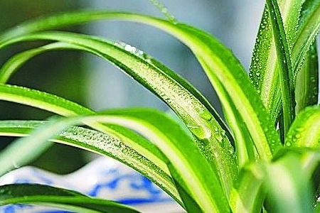 吊兰改土培后如何浇水才能避免烂根