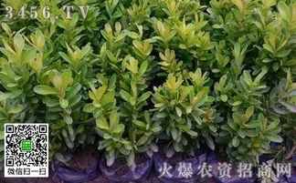 钾肥：黄杨的坚强伙伴