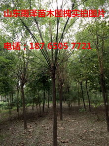 国槐的观赏价值