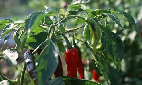 百草枯，听起来就厉害的样子