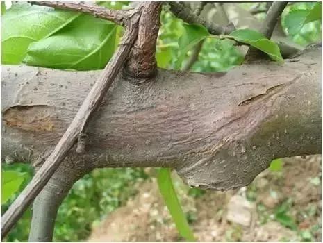 病虫害：果农的心病