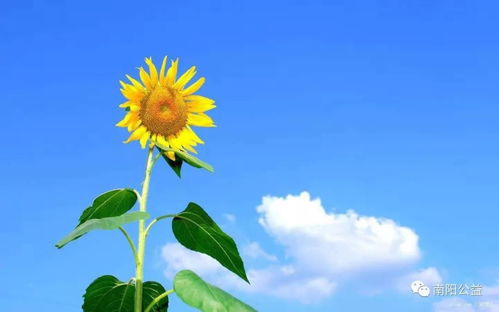 向日葵：阳光宽恕，包容之花