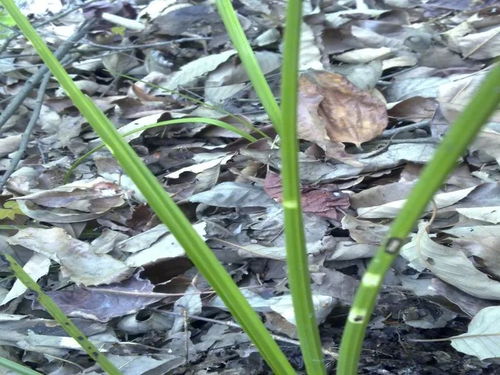 梦香兰花谢巧修剪，焕新绽放美如初