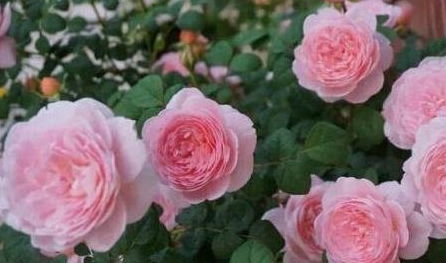 一、 修剪，月季苗越冬的第一步