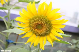 葵花的成长周期